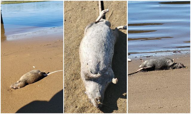 A fraction of the rats found washed up in Canarsie Park this weekend